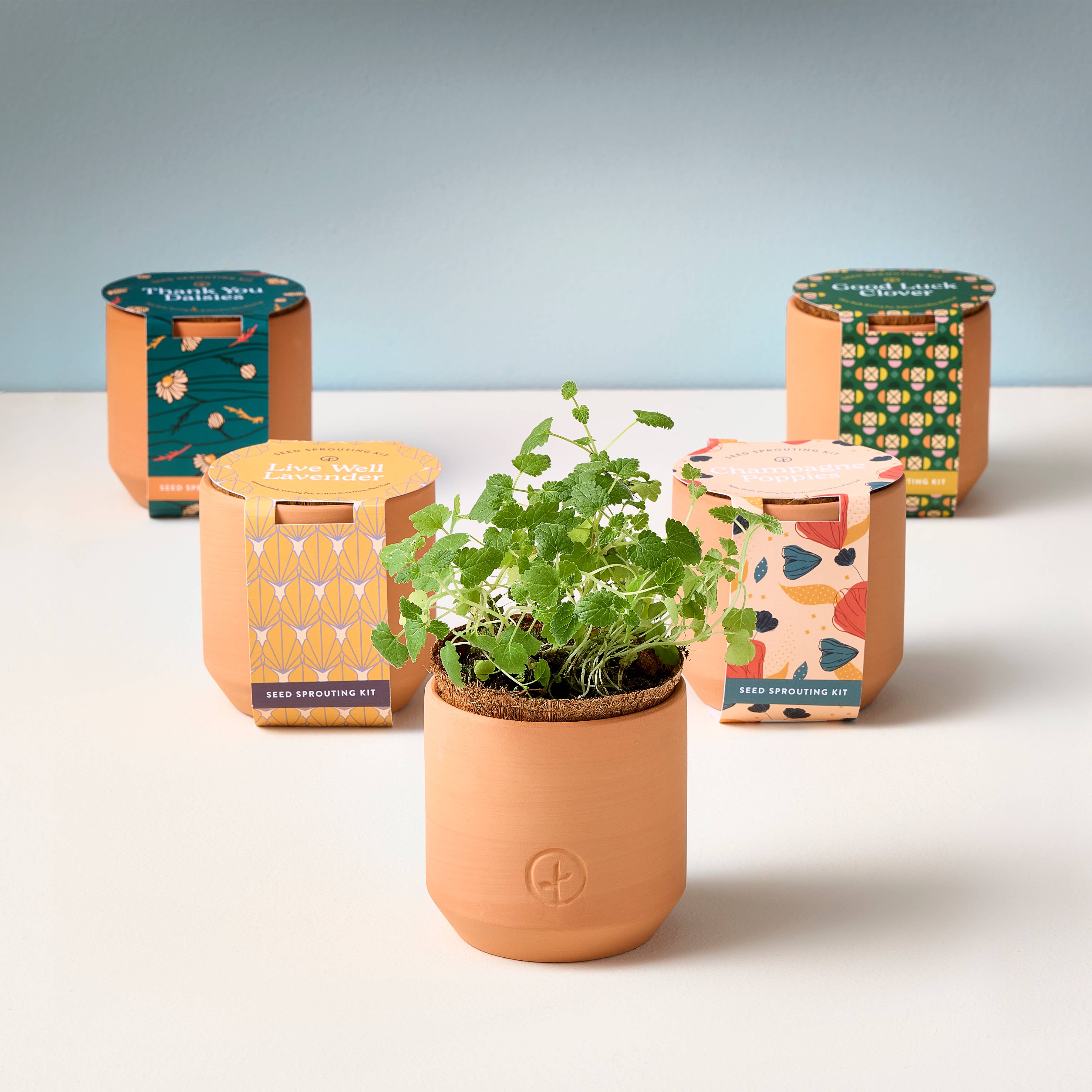 Tiny Terracotta Grow Kits, photo 1 of 8