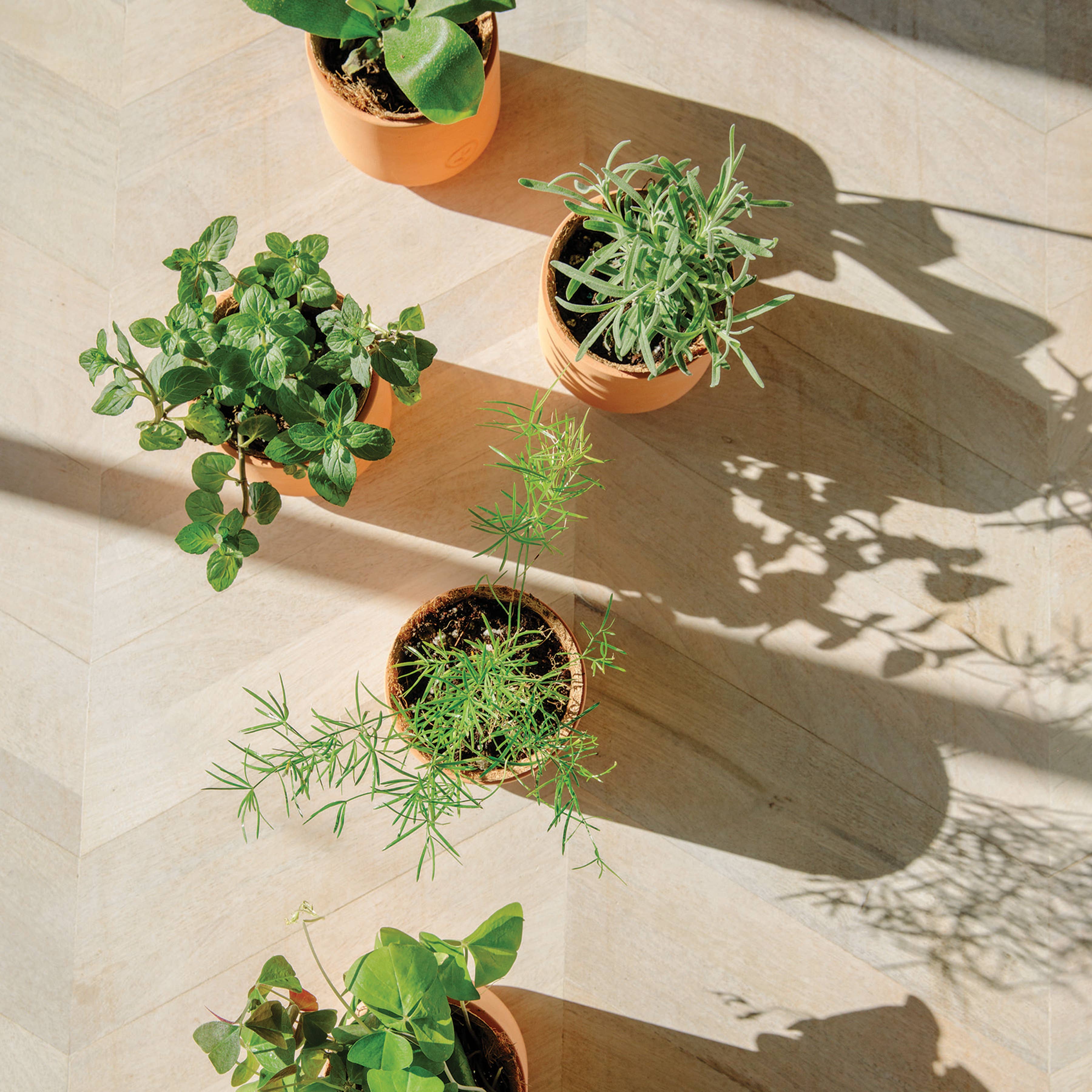 Tiny Terracotta Grow Kits, photo 6 of 8