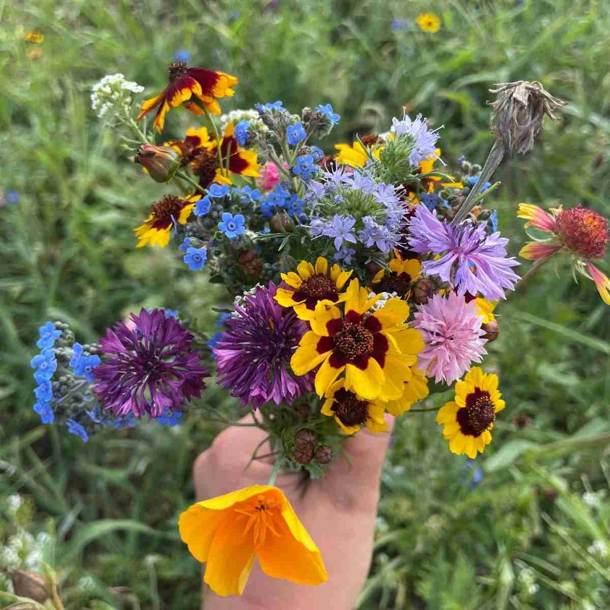 Bee Nectary Seed Mix, photo 2 of 2