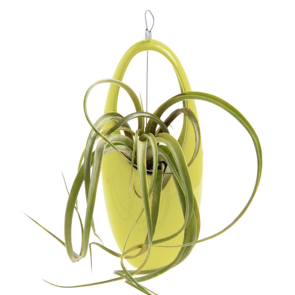 Hanging Planter For Succulents: Egg / Imperial Blue, photo 5 of 8