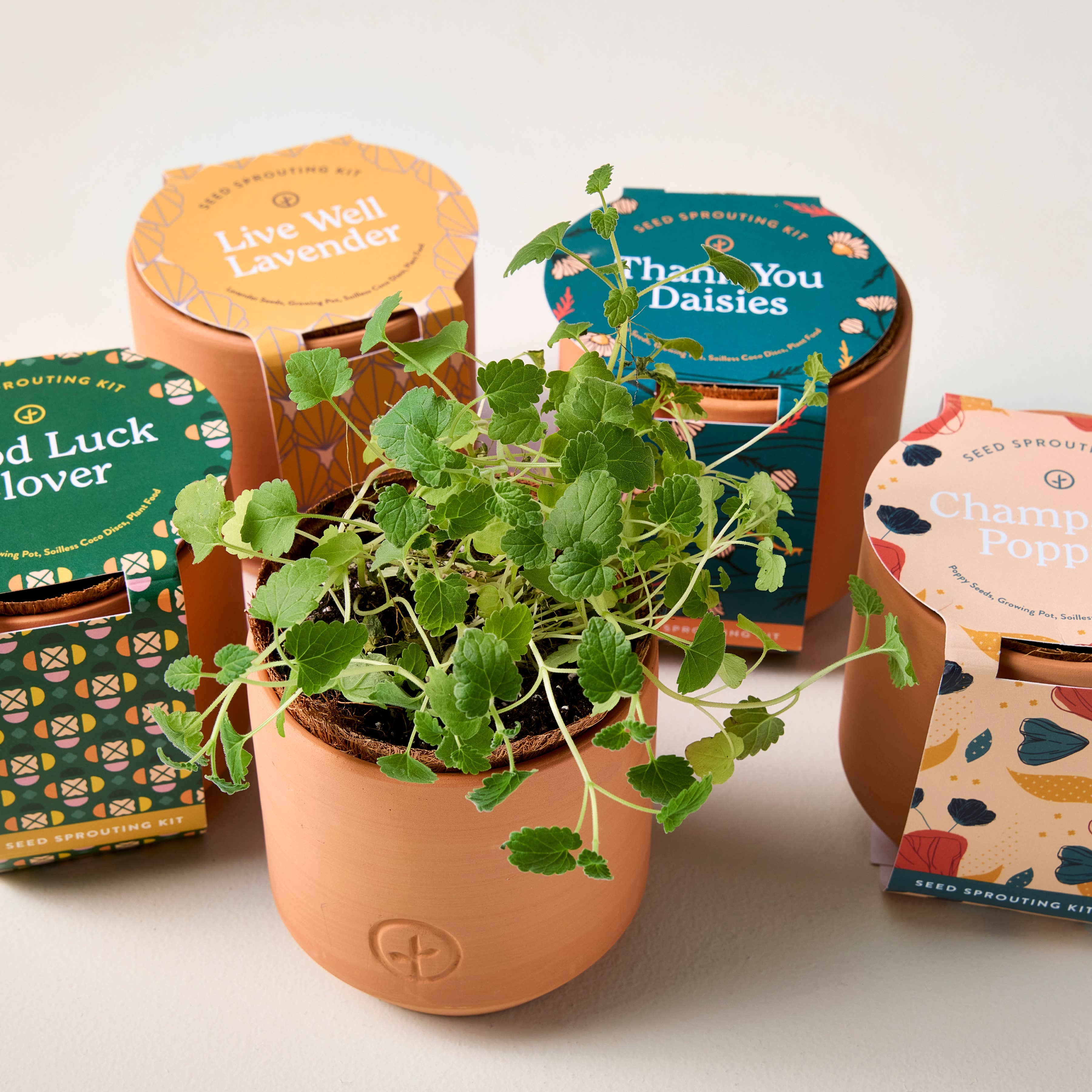 Tiny Terracotta Grow Kits, photo 8 of 8