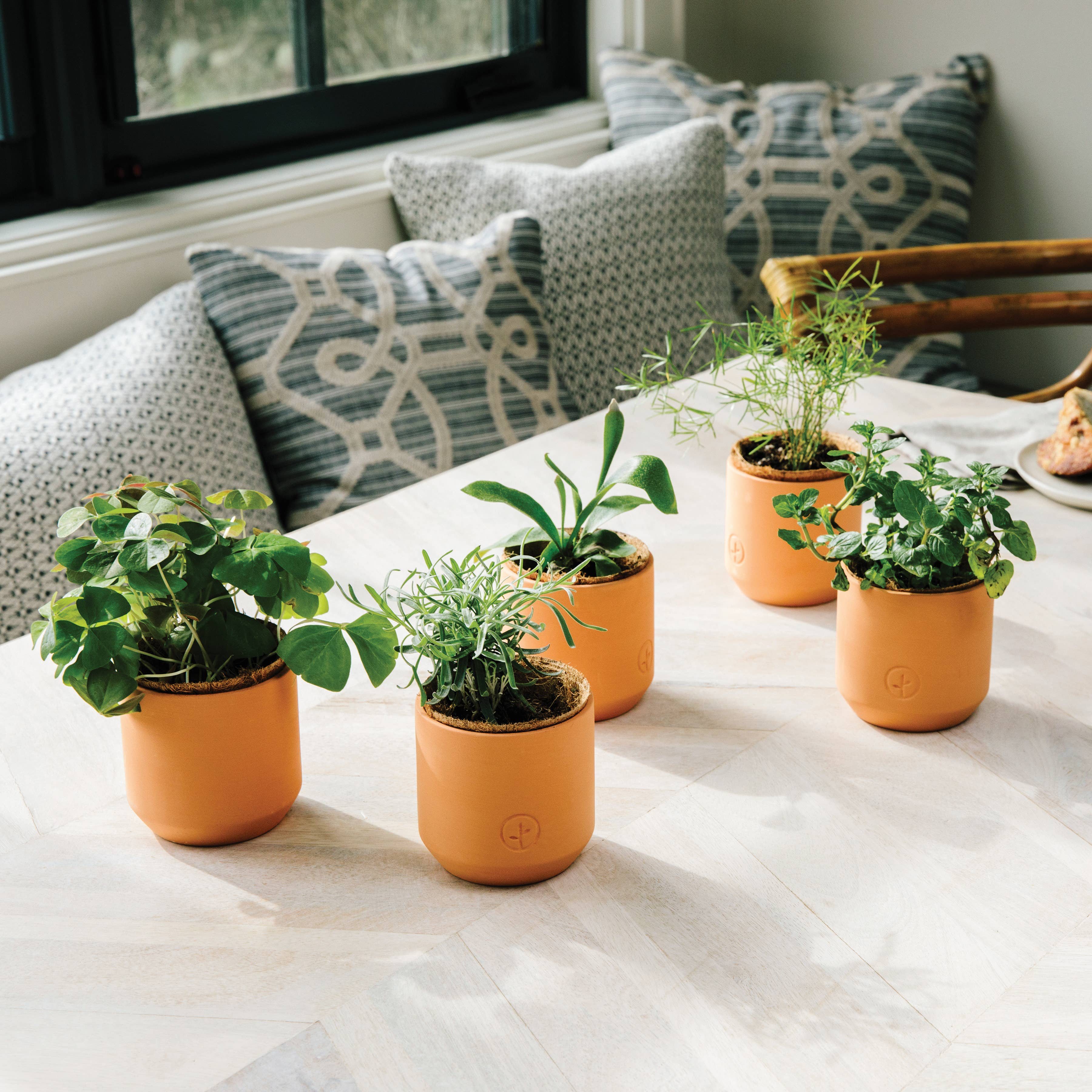 Tiny Terracotta Grow Kits, photo 7 of 8